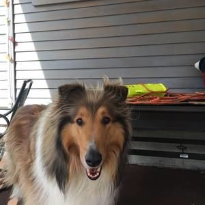 Meet your Posher, Dominick